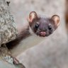 Weaselusmaximus profil fotoğrafı
