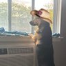 banjo's profile picture