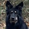 lexlobochip's profile picture