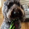 HODLIN’ BADGER SUPERSETT's profile picture