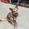 rescuepups🐕🇮🇹🇺🇸🚔✝️ profil fotoğrafı