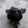 Profilbild von CritiCrow
