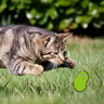 Profilbild von 狩りする家猫　Jagdcatzen
