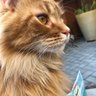 Profilbild von Lion In Winter