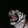 Kevin (Coach KEV) Smith's profile picture