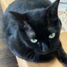 ちょろちゃん profil fotoğrafı