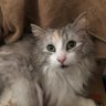 ほうきもっぷ profil fotoğrafı