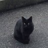 くろねこ 的头像
