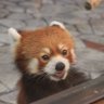 りんでん profil fotoğrafı