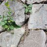 @EtTurk profil fotoğrafı