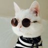 😽 的头像