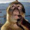 Gerb profil fotoğrafı