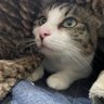 しーはー 的头像