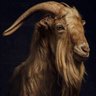 Profilbild von Niro Euro