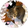 Фото профиля ゆつこる