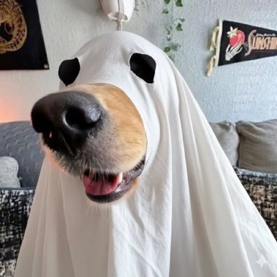 acervo doguinhos's profile picture