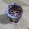 gato boboca's profile picture