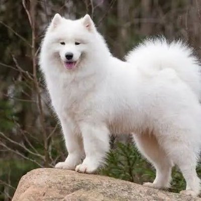 zuhazan_'s profile picture
