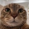 Profilbild von 一只桌子