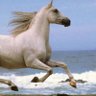 Stallion 🐎 💋's profile picture