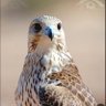 asaala's profile picture