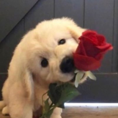 Gal's profile picture