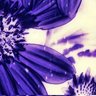 𖹭's profile picture