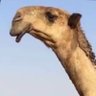 Profilbild von ساحوق