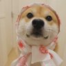 花生酱 𝕏's profile picture