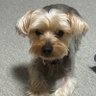 疾風の狙撃手T's profile picture