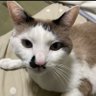Neko太郎 的头像