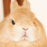 rabbit 的头像