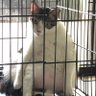 CHA CHA CHA 的头像