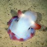 dumbo octopus.. profil fotoğrafı