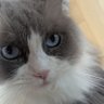 めんたくん 的头像
