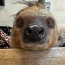 Alan Cristoffer's profile picture
