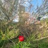 Profilbild von Fruska_gora