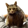 いち丸｜50歳からの生き方's profile picture