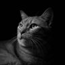 Фото профиля Felis Catus