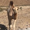 Фото профиля عبدالعزيز الجعيدي