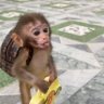 Bhondu Hu's profile picture