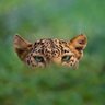 reckless profil fotoğrafı