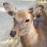 Cervidae🎑's profile picture