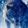 Фото профиля savage_wolf