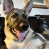 Schrodinger's German Shepherd's profile picture