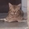 Haris Ali's profile picture