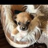 twiddlebug1😜🇺🇸❤️ profil fotoğrafı