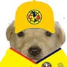 Bustelo 的头像
