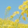 戸夏菜乃仁 的头像