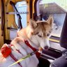 Фото профиля ハスキーと暮らすのだ